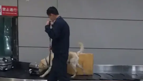 大半夜还在工作的缉毒犬，看着都让人心疼，网友：狗狗辛苦了！