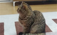 小猫驼背怎么矫正