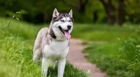 萌宠百科——哈士奇—西伯利亚雪橇犬