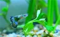 孔雀鱼最适合什么水草