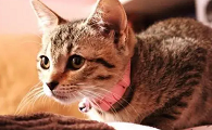 怎么改掉猫早上一直叫的毛病