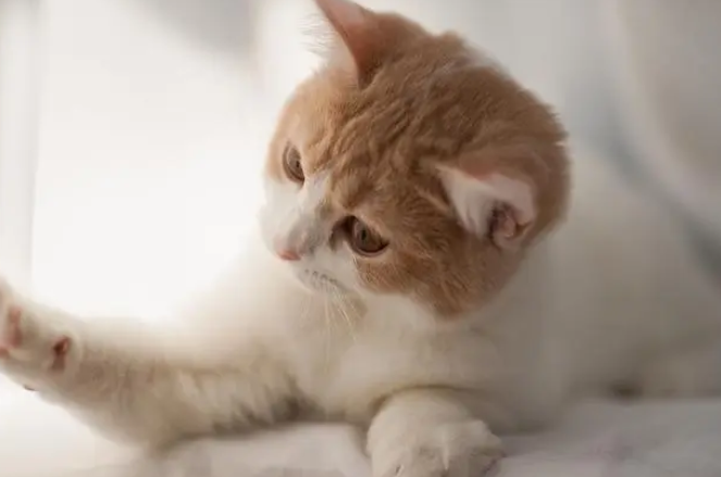 花万元给猫割双眼皮？宠物医美引争议 手术前后“判若两猫” 猫友质疑“太残忍”