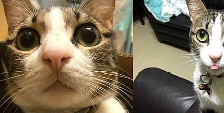 爷爷给虎斑猫和孙子训话,屁猫一脸不爽:好烦,到底有完没完? 爷爷给虎斑猫和孙子训话,屁猫一脸不爽:好烦,到底有完没完?