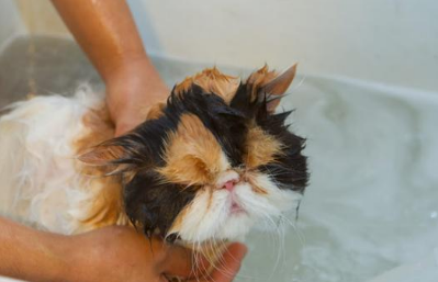 小猫什么时候可以洗澡 小猫什么时候可以洗澡