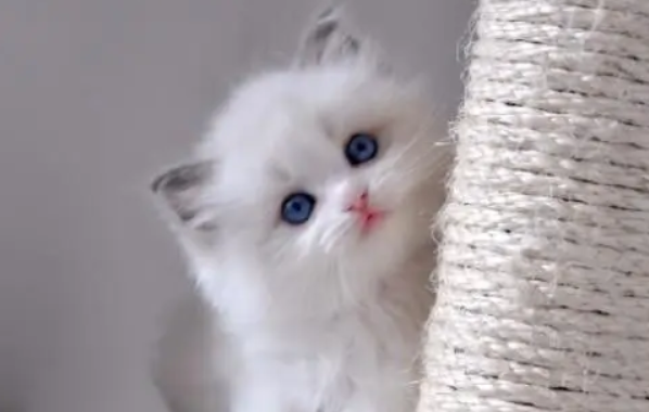 布偶猫最便宜的多少钱 布偶猫最便宜的多少钱