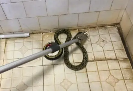 卫生间进蛇的真正预兆 卫生间进蛇的真正预兆