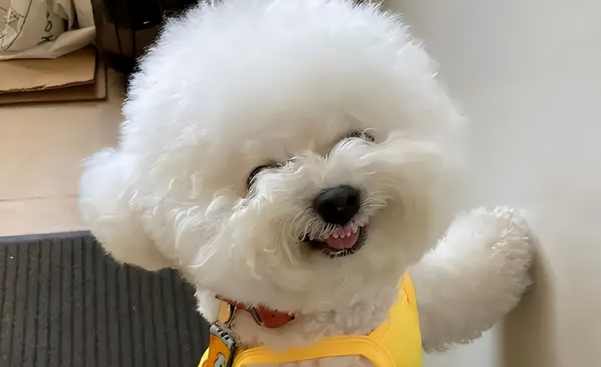 小型犬哪个最聪明最好养 小型犬哪个最聪明最好养