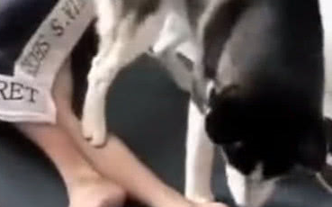女主人坑男主人,哈士奇成了帮凶,男主人怒吼:下手太狠了! 女主人坑男主人,哈士奇成了帮凶,男主人怒吼:下手太狠了!