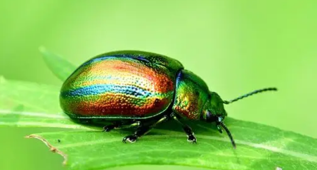 常见金龟子有什么药用价值