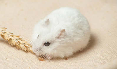 仓鼠假死僵硬多久恢复 仓鼠假死僵硬多久恢复