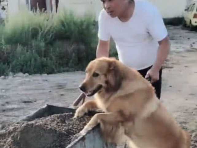 金毛看到男子在干苦力，贴心的上前赶紧帮忙，一番表现可圈可点