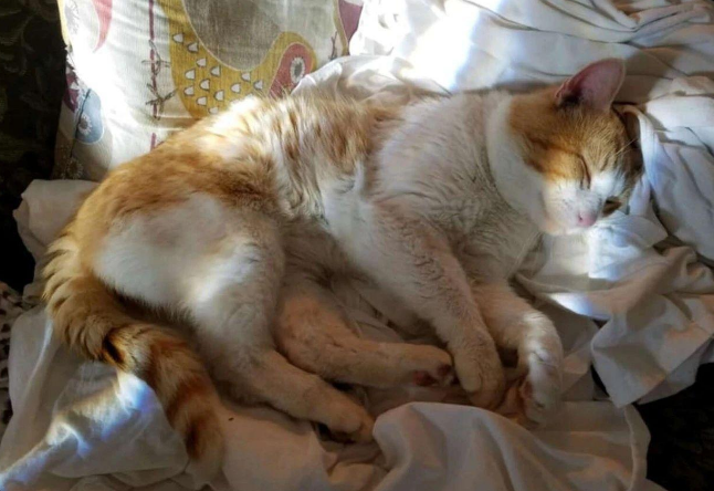 想啥来啥!老妈想养橘猫,结果没多久就有橘色的流浪猫主动找上门 想啥来啥!老妈想养橘猫,结果没多久就有橘色的流浪猫主动找上门