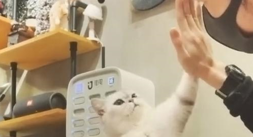 猫咪主动黏着帅哥,疯狂做动作撒娇卖萌,不要太可爱! 猫咪主动黏着帅哥,疯狂做动作撒娇卖萌,不要太可爱!
