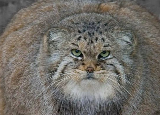 青海玉树发现3只鳌拜猫,母猫捕食失败,被藏狐笑,幼崽被狼盯上 青海玉树发现3只鳌拜猫,母猫捕食失败,被藏狐笑,幼崽被狼盯上