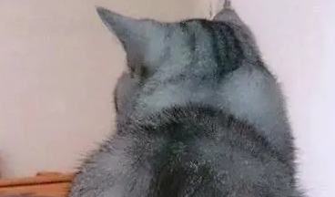 带猫咪去做了一个新发型,回来后就一直蹲在那里,背影太心酸