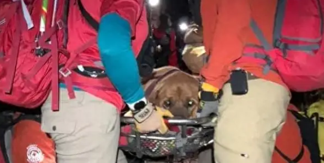 170斤大狗陪主人爬山，到山顶后悲剧了，搜救队派出了10人