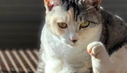我家有只高智商的猫，曾经勇斗两斤多的大蛇，助我和我姐脱险