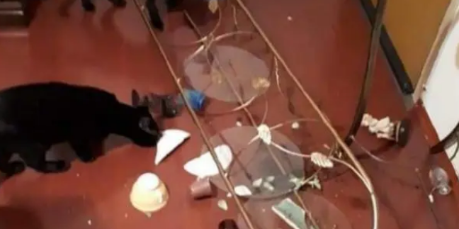 铲屎官养了“二哈”版的猫咪,每天都生活在水深火热中,心累啊 铲屎官养了“二哈”版的猫咪,每天都生活在水深火热中,心累啊