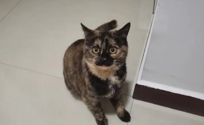玳瑁猫性格(玳瑁猫性格特点) 玳瑁猫性格(玳瑁猫性格特点)