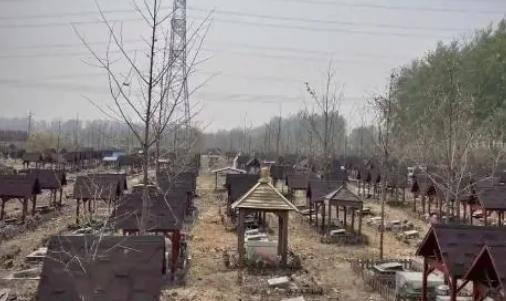 北京的这个宠物墓园一片荒芜,经营方还联系不上…… 北京的这个宠物墓园一片荒芜,经营方还联系不上……