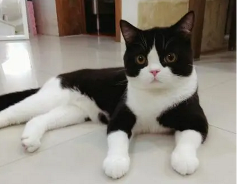 英短黑白和奶牛猫的区别