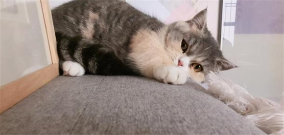 养猫两天就后悔了