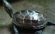 中华草龟是深水龟还是浅水龟