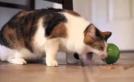 小猫呕吐是什么原因