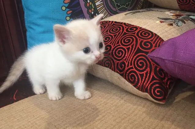 一个月的小猫图片
