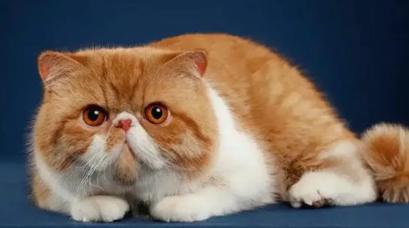 长得像鳌拜的猫叫什么