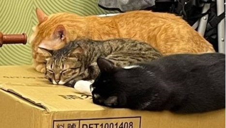 橘猫翻肚任人上下搓揉,饲主笑:我有这样的猫你没有! 橘猫翻肚任人上下搓揉,饲主笑:我有这样的猫你没有!