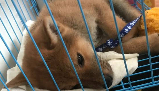 柴犬在笼子里不敢出来,即便没人也不敢,它被打怕了 柴犬在笼子里不敢出来,即便没人也不敢,它被打怕了