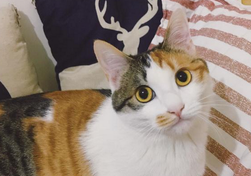 田园三花猫,果真是“宝藏猫咪”,养过的人都说好! 田园三花猫,果真是“宝藏猫咪”,养过的人都说好!