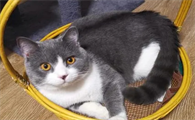 小猫长多大算成年
