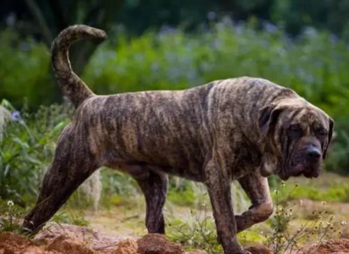 世界十大恶犬