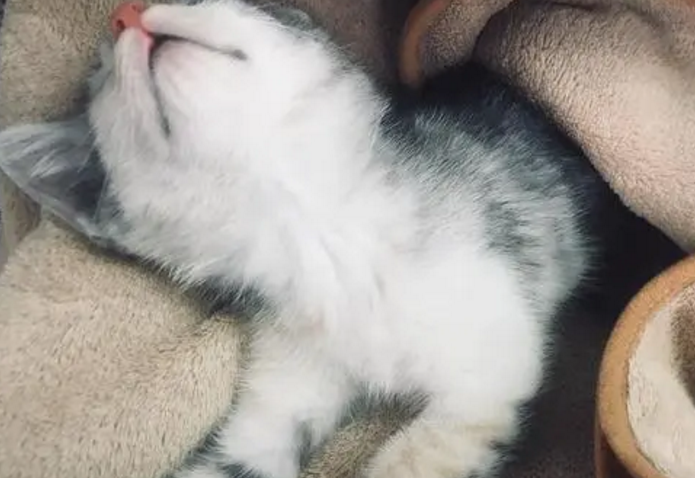 小猫一摸就呼噜说明性格如何