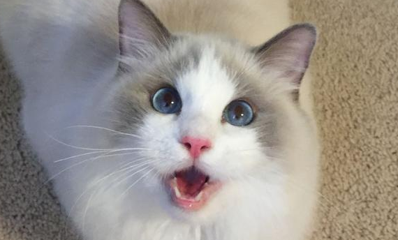 布偶猫智商相当于几岁小孩 布偶猫智商相当于几岁小孩