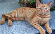 养猫的人吸烟怎么解决