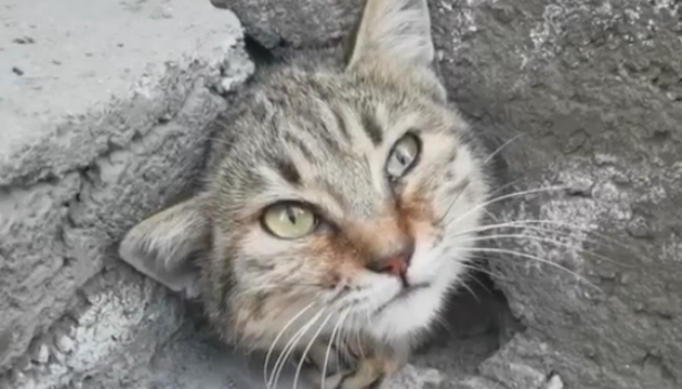 猫咪被困水泥缝隙，哭泣求助，猫：我就睡个觉，谁把口封上了？