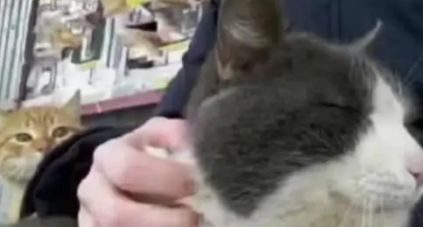 抱着猫咪在公车站等车，吸引来了一只橙猫，随后橙猫表情让人心疼