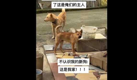网友回老家被新狗狂吠,旁边的老狗尬得1秒10个假动作:下属把老板堵门口了,咋整? 网友回老家被新狗狂吠,旁边的老狗尬得1秒10个假动作:下属把老板堵门口了,咋整?