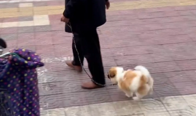 大爷送狗狗洗澡，洗的太干净不认识了，狗：你看我几分像从前