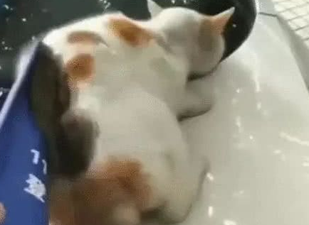 猫咪趴警车上睡觉，怎么推都不下去，猫：被我占了就是我的地盘！ 