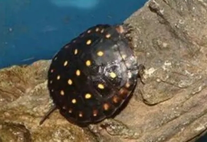星点龟是深水龟吗