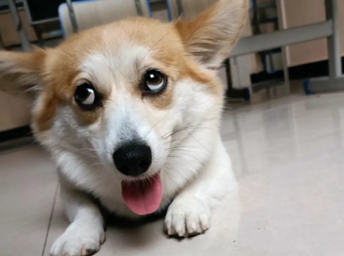 柯基犬有多大