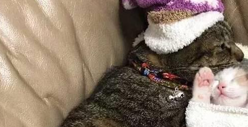两只流浪猫被收养后不忘感恩,也学着当起了铲屎官 两只流浪猫被收养后不忘感恩,也学着当起了铲屎官