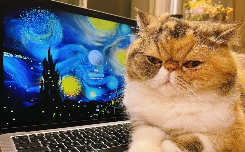 猫咪受够了主人玩电脑,爪子一巴掌拍了上去,网友:霸道总裁! 猫咪受够了主人玩电脑,爪子一巴掌拍了上去,网友:霸道总裁!