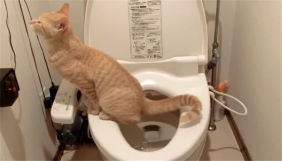 一进洗手间猫就叫 一进洗手间猫就叫
