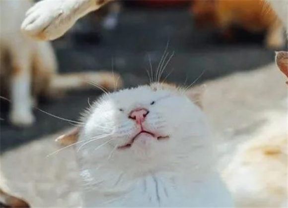 猫咪在表演,一群看热闹的反映绝了 猫咪在表演,一群看热闹的反映绝了