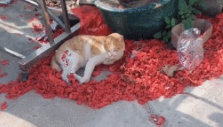 流浪猫受重伤，只能躺在角落瑟瑟发抖，求救的举动让人泪目